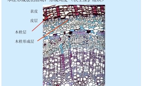 瑞珠聚乙烯醇滴眼液一天滴几次-瑞珠聚乙烯醇滴眼液有消炎作用吗,中国瑞珠聚乙烯醇滴眼液副作用网站