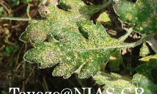 瑞珠聚乙烯醇滴眼液一天滴几次-瑞珠聚乙烯醇滴眼液有消炎作用吗,中国瑞珠聚乙烯醇滴眼液副作用网站